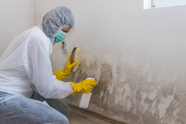 Professional Mold Removal in Madera Ranchos, CA