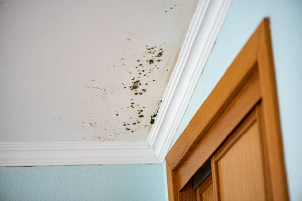 Crawl Space Mold Removal in Madera Ranchos, CA