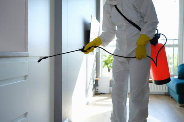 Best Fast Mold Removal  in Madera Ranchos, CA