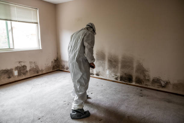 Best Black Mold Removal  in Madera Ranchos, CA