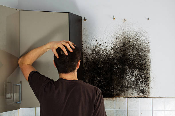 Best Mold Damage Repair  in Madera Ranchos, CA