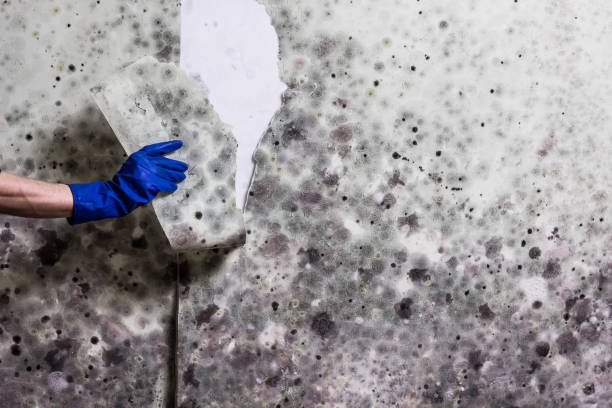 Mold Removal and Inspection in Madera Ranchos, CA