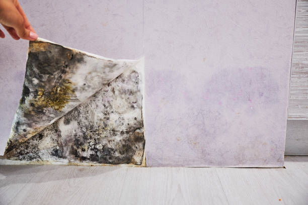 Office Mold Removal Services in Madera Ranchos, CA